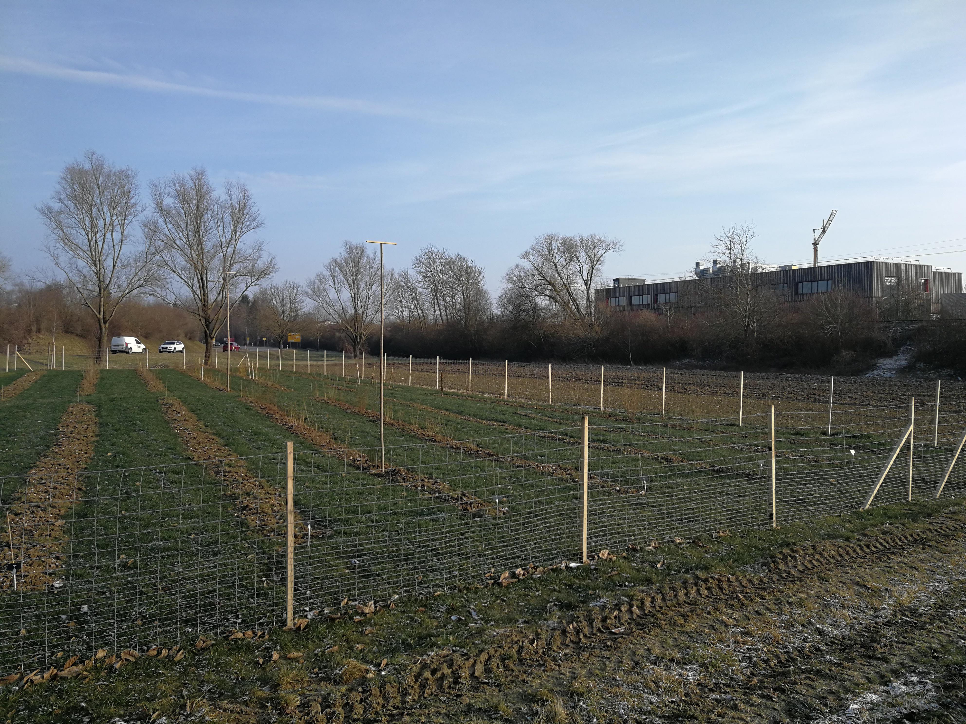 Fruticetum Umzäunung