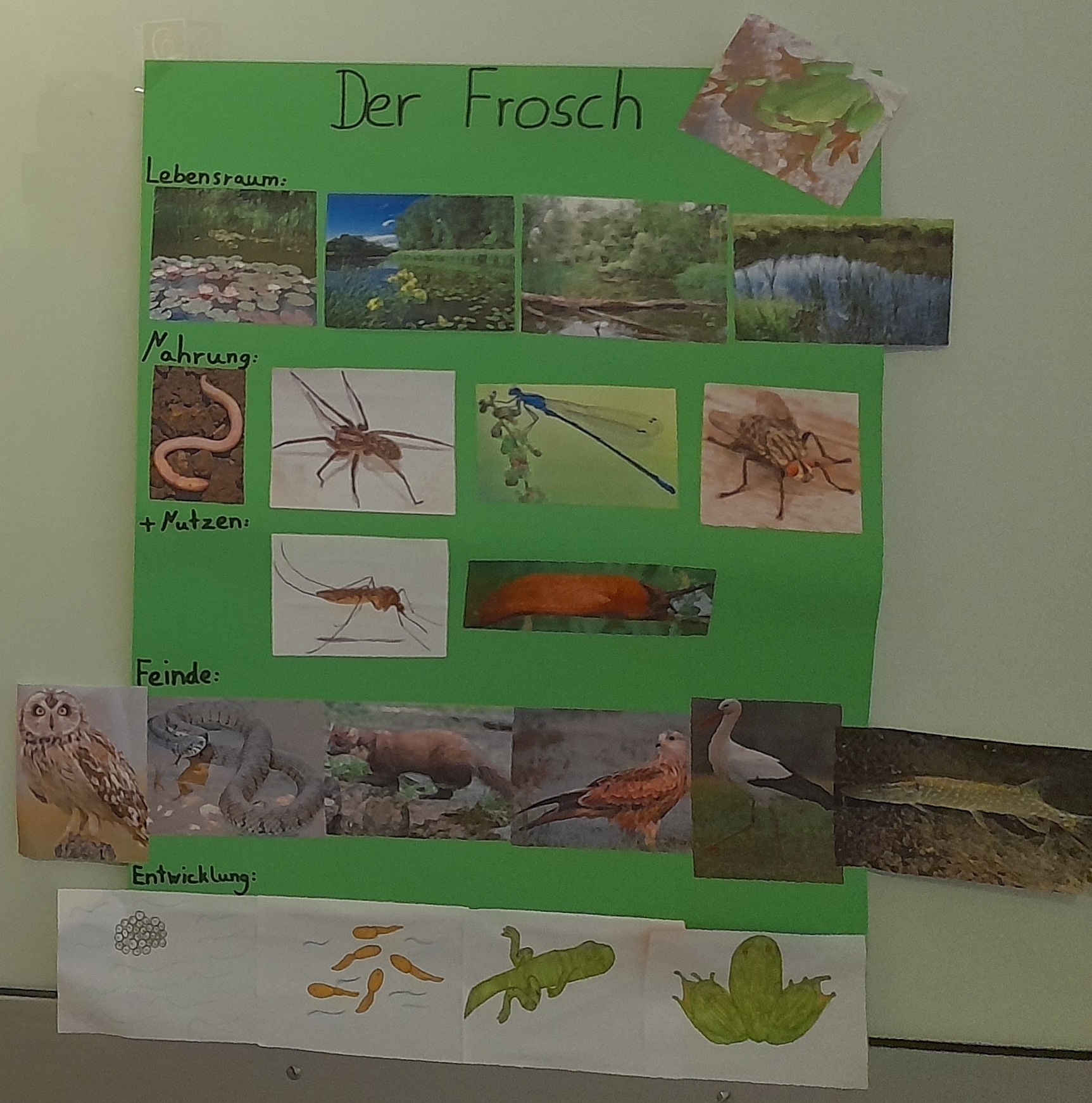 Frosch